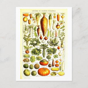 Vintage Vegetabiliskt botaniskt vykort