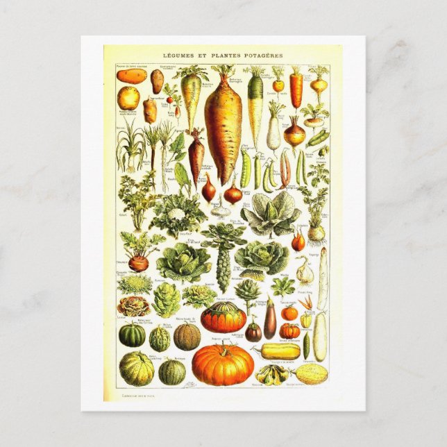 Vintage Vegetabiliskt botaniskt vykort (Framsida)