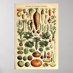 Vintage Vegetable Art av Adolphe Millot Poster