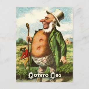 Vintage Vegetable Postcard Series: Potato Vykort