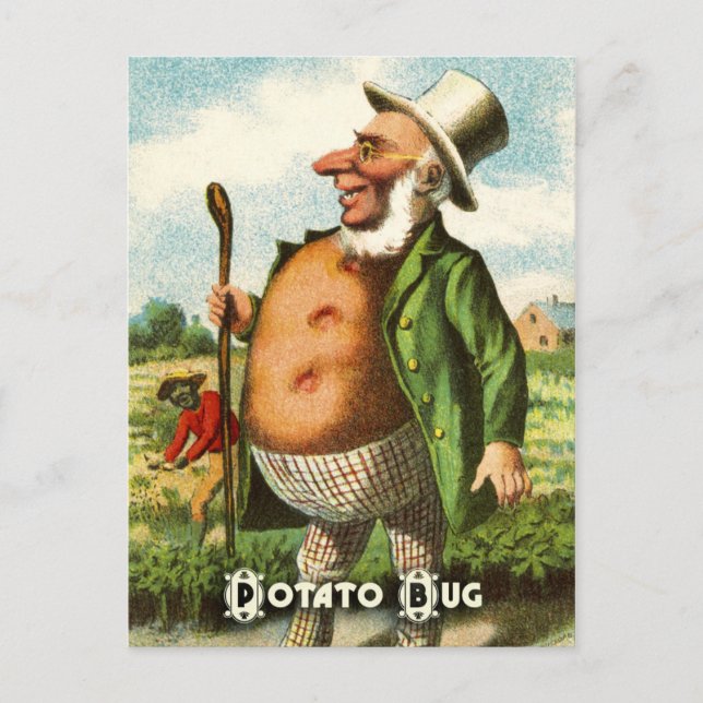Vintage Vegetable Postcard Series: Potato Vykort (Framsida)