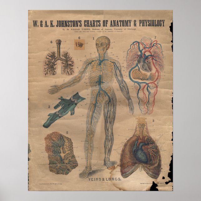 Vintage Veins Circulatory Anatomy Chart 1906 Poster (Framsidan)