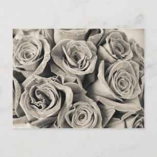Vintage Velvet Beauty Vykort