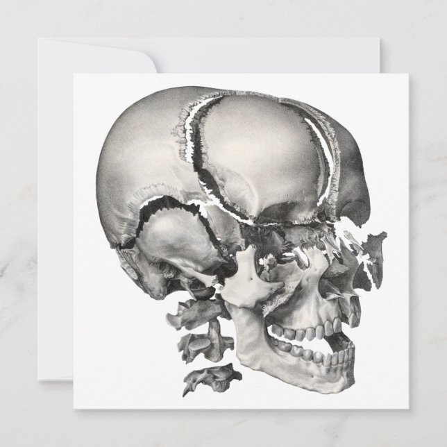 Vintage vetenskaplig mänsklig anatomi, antikt skel (Framsida)