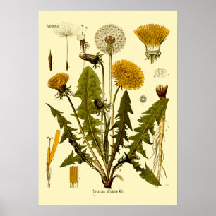 Vintage Victorian Era 1887 Dandelion Botanical Art Poster