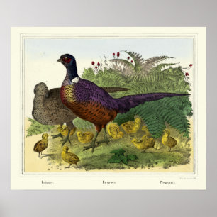 Vintage Victorian Era Pheasant-familjen Poster
