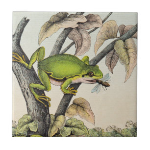Vintage Victorian Frog äter Fly Kakelplatta