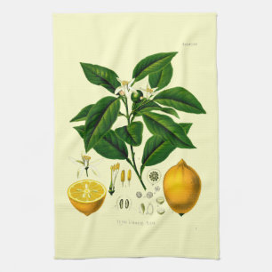 Vintage Viktorian Era Lemon Botanical Illustration Kökshandduk