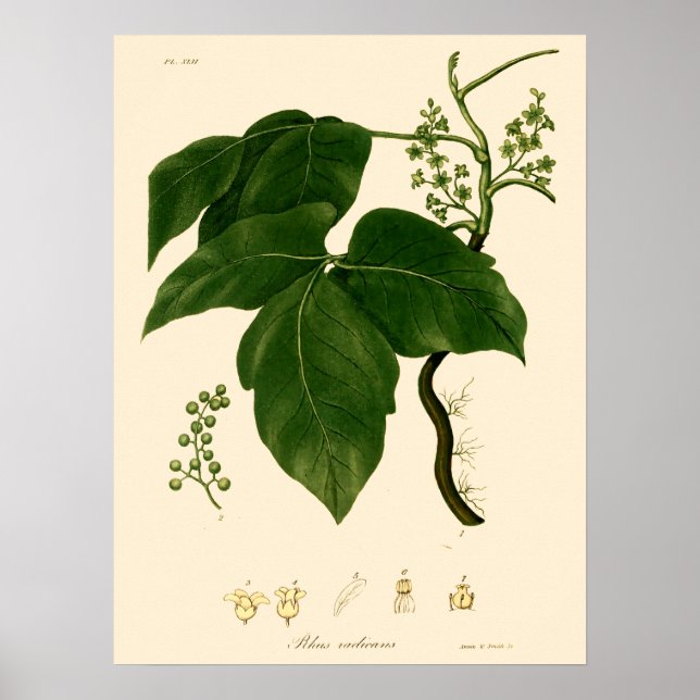 Vintage viktoriansk giftmurkla botanisk konst poster (Framsidan)