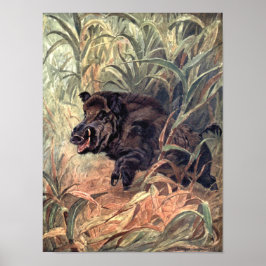 Vintage Vild Animal Indian Boar av Winifred Austen Poster
