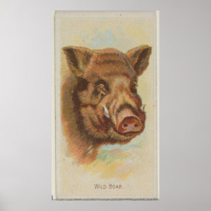 Vintage Vild Boar Illustration (1888) Poster