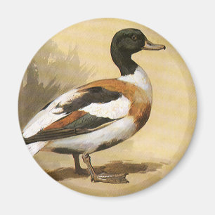 Vintage Vilda Djur Fåglar, Gräsand Magnet