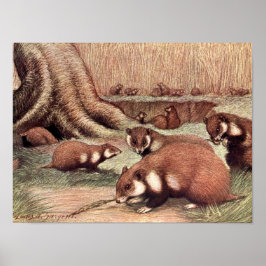 Vintage Vilda djur, Hamsters av Louis Sargent Poster