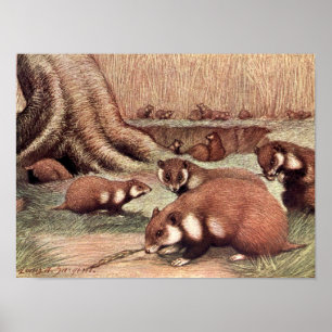 Vintage Vilda Djur, Hamstrar av Louis Sargent Poster