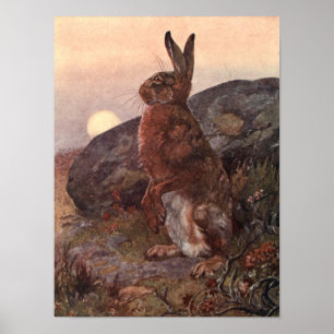 Vintage Vilda djur, Hare av Winifred Australien Poster