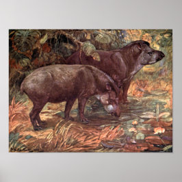 Vintage Vilda djur, Tapirs av Winifred Austen Poster