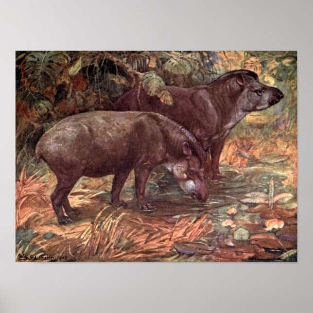 Vintage Vilda djur, Tapirs av Winifred Austen Poster (Framsidan)
