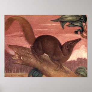 Vintage Vilda djur, Treeshrew av Louis Sargent Poster