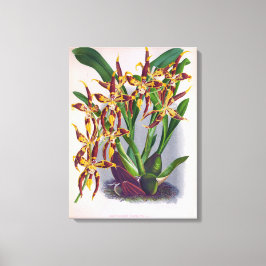 Vintage Vin & Gult Orchid Odonhandlossum Cuspida Canvastryck