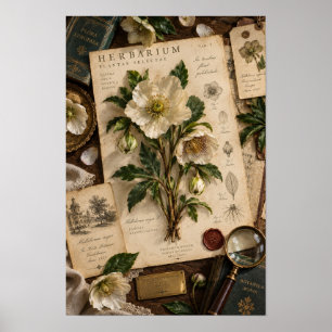 Vintage Vit Hellebore Herbariestudie Väggkonst
