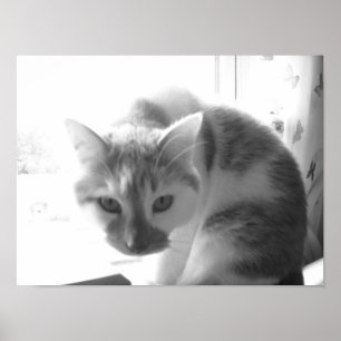 Vintage Vit Katt Poster