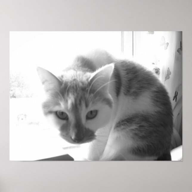 Vintage Vit Katt Poster (Framsidan)