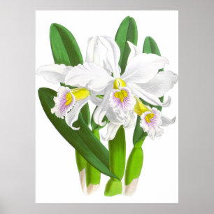 Vintage Vit Orchid Flower_GA - Poster