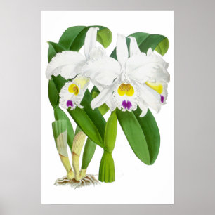 Vintage Vit Orchid Flower - Poster