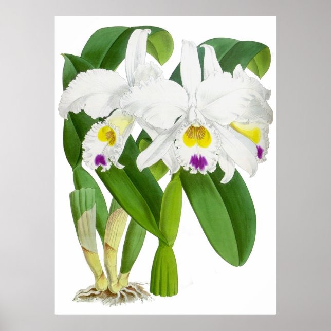 Vintage Vit Orchid Flower - Poster (Framsidan)
