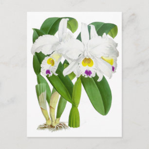 Vintage Vit orkid blomma Vykort