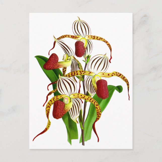 Vintage Vit röd orchid Flower Vykort (Framsida)