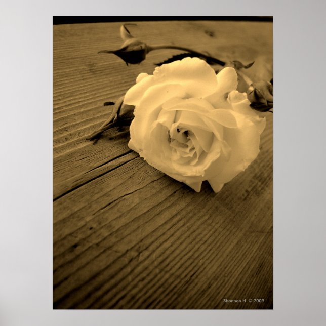 Vintage Vit ros Sepia Poster (Framsidan)