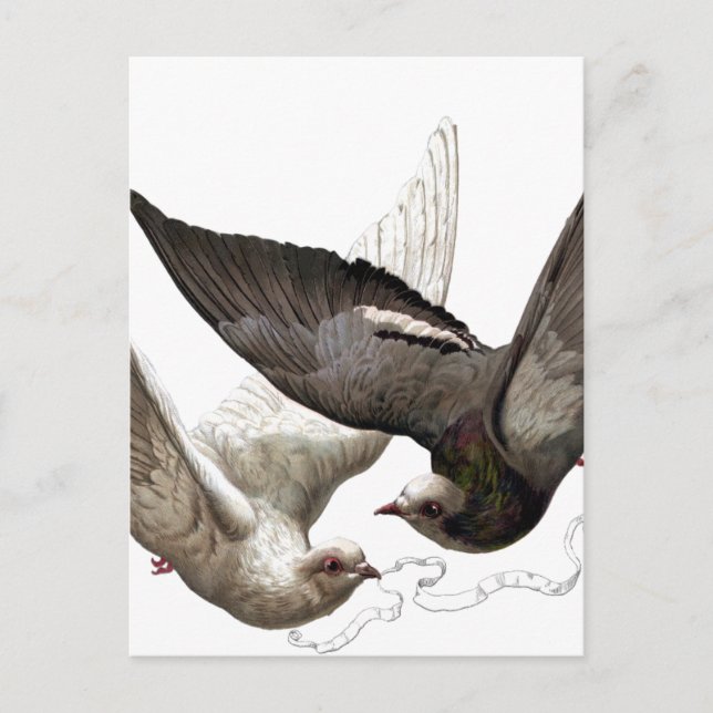 vintage vykort (Framsida)