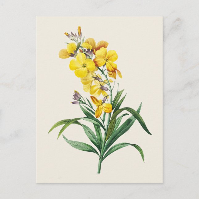 Vintage Wallflower botanisk illustration Vykort (Framsida)