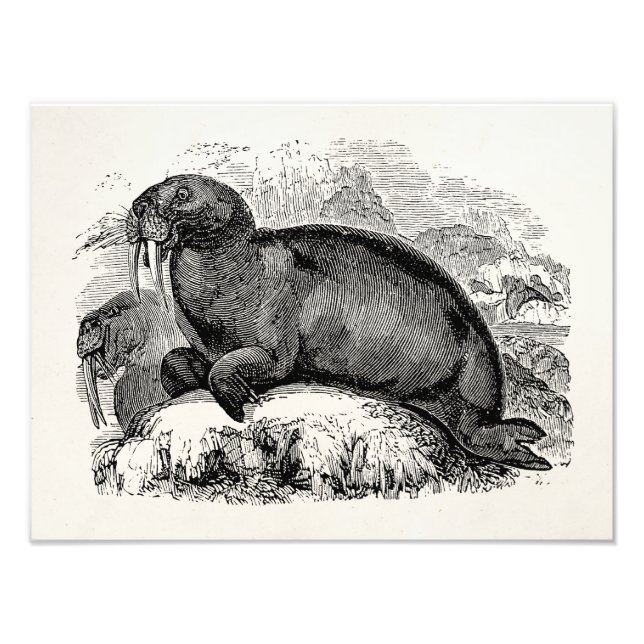 Vintage Walrus 1800s Walruses Illustration Fototryck (Framsidan)