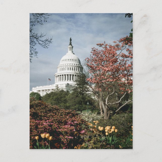 Vintage Washington DC-vykort Vykort (Framsida)
