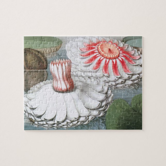 Vintage Waterlilies Flowers in a Garden Pond Pussel (Horisontell)