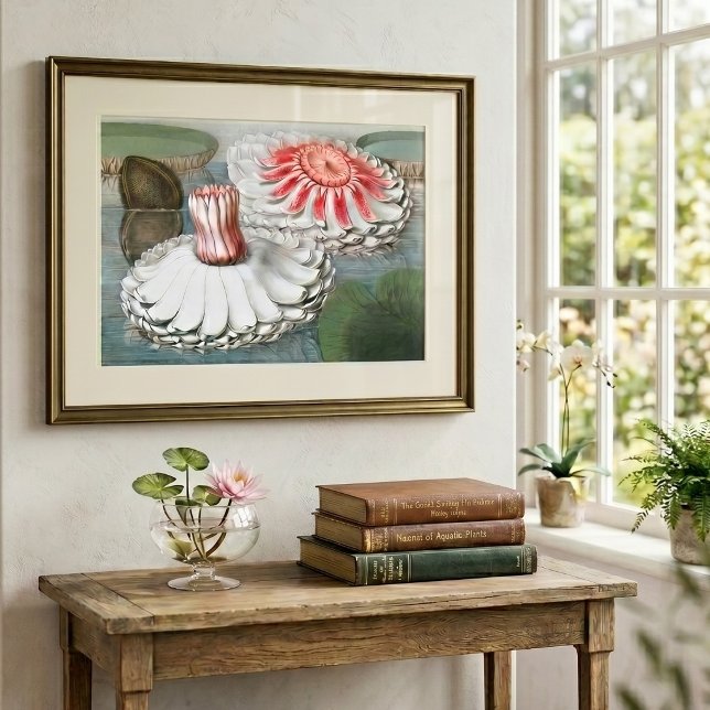 Vintage Waterlilies Flowers in a Pond Poster (Vintage illustration botanical design featuring pink and white waterlily flowers floating in a pond.)
