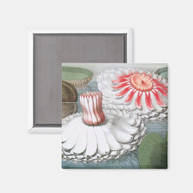Vintage Waterlily Flowers, Waterlilies in a Pond Magnet (Front/Back)