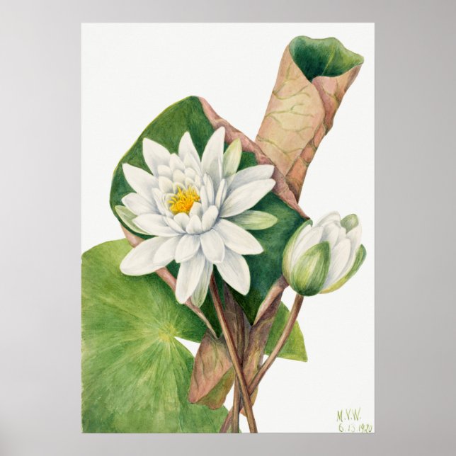 Vintage WaterLily Illustration Poster (Framsidan)