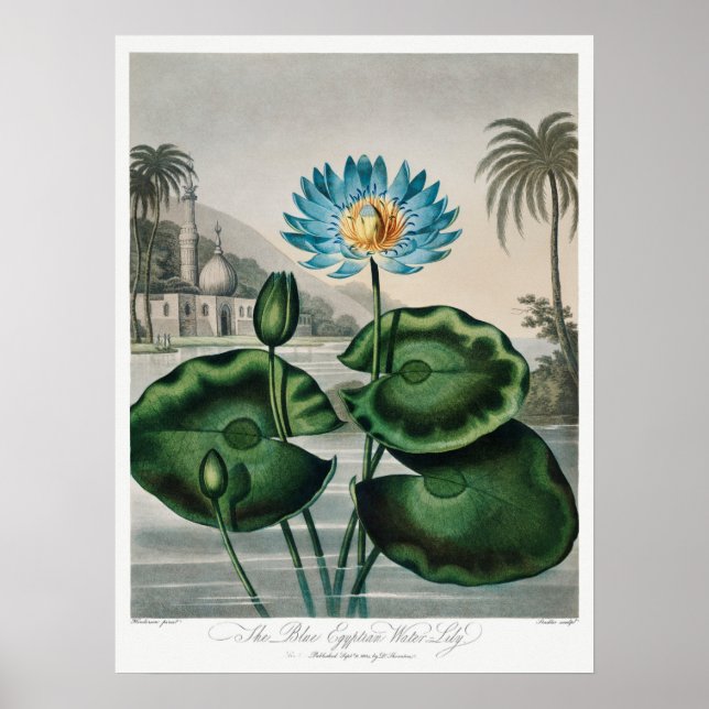 Vintage WaterLily Illustration Poster (Framsidan)