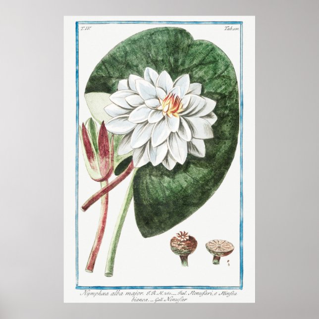 Vintage WaterLily Illustration Poster (Framsidan)