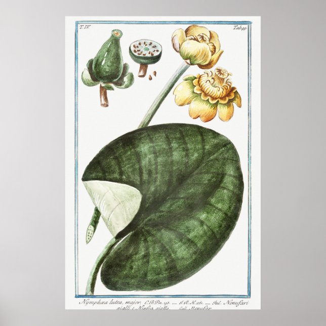Vintage WaterLily Illustration Poster (Framsidan)