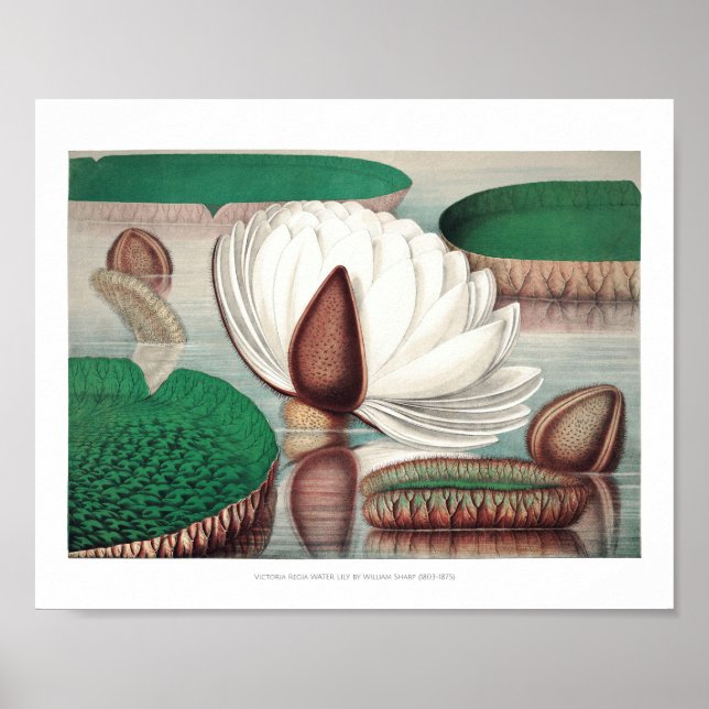 Vintage WaterLily Illustration Poster (Framsidan)