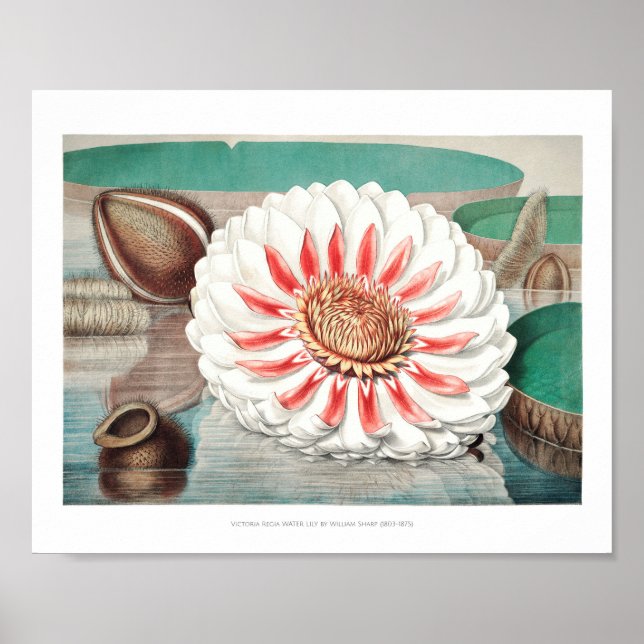 Vintage WaterLily Illustration Poster (Framsidan)