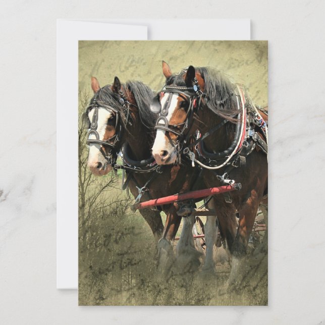 Vintage Weasted Clydesdale Postcard Julkort (Framsida)