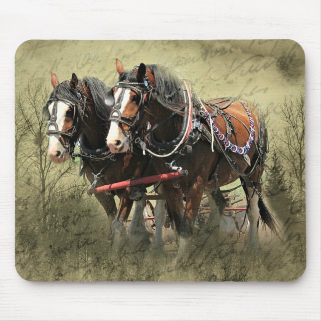 Vintage Weasted Clydesdale Postcard Musmatta (Framsidan)