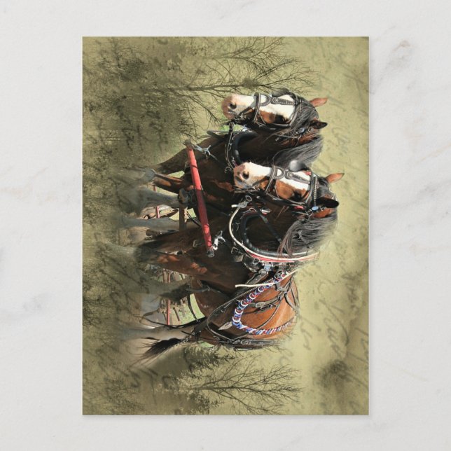 Vintage Weasted Clydesdale Postcard Vykort (Framsida)