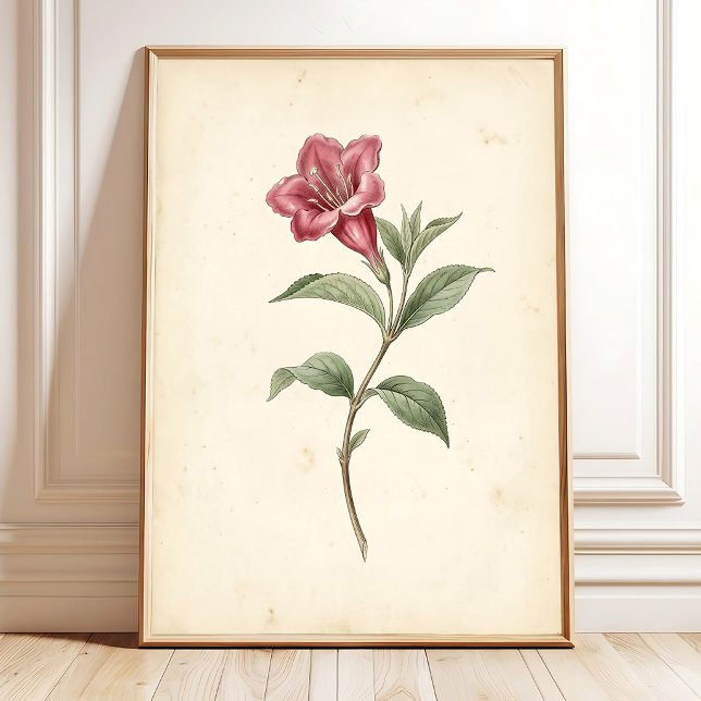 Vintage Weigela Botanisk Konst Canvastryck Poster (Skapare uppladdad)