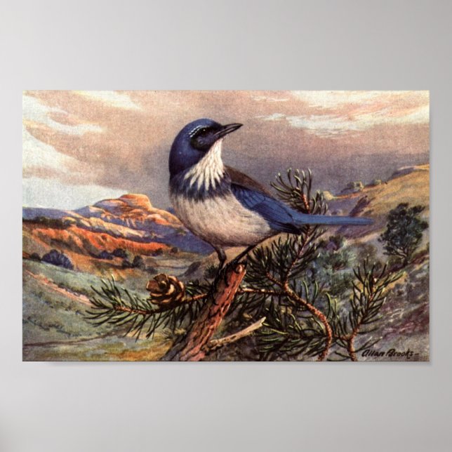 Vintage Western Skryssb-Jay Art Poster (Framsidan)